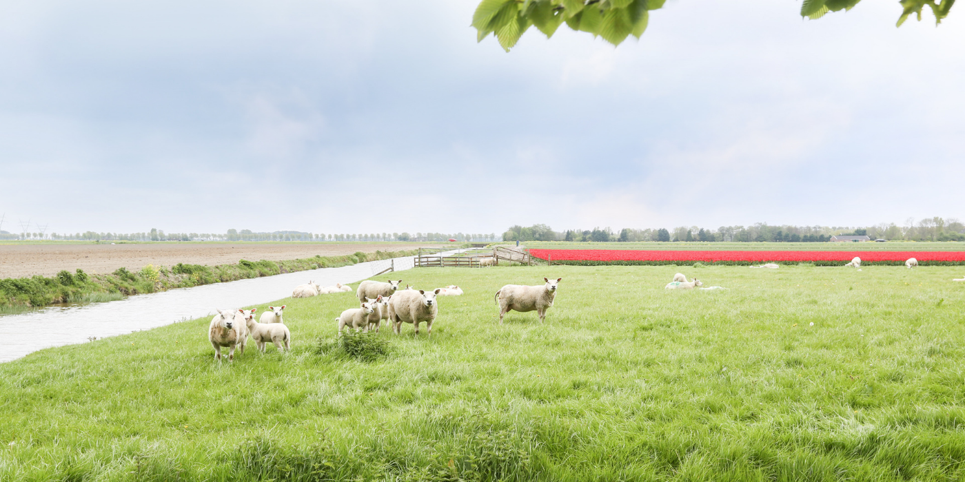 HR makelaars Beemster Westbeemster